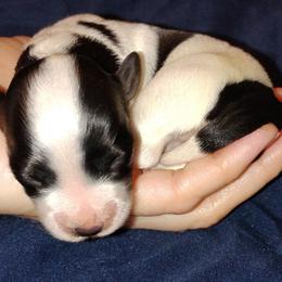 Girl 2 - Black and white female Havanese puppy in Kinston, North Carolina from Court Jester Havanese and Russian Salon Dogs