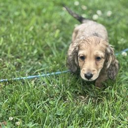 Dachshund and Pembroke Welsh Corgi Puppies from Three K Miniature Dachshunds