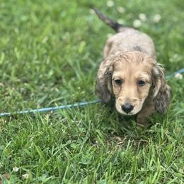 Dachshund and Pembroke Welsh Corgi Puppies from Three K Miniature Dachshunds