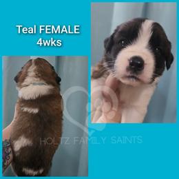 Blue Female - White and brown female Saint Bernard puppy in Kaukauna, Wisconsin from Holtz Family Saints