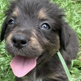 Australian Shepherds from Motega Australian Shepherds
