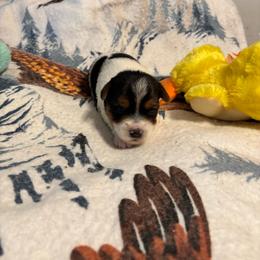 Liam AVAILABLE (1600,00) - Parti male Yorkshire Terrier puppy in Brandenburg, Kentucky from Lil Amazing Paws Yorkshire Terriers
