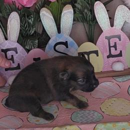 Brown girl - Beaver sable female Pomeranian puppy in Newport News, Virginia from Itty Bitty Poms