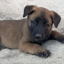 Yellow - Fawn sable male Belgian Malinois puppy in Ellerbe, North Carolina from Grand Prix Kennel