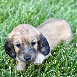 Maple - Red female Dachshund puppy in Fredonia, Arizona from Desert Horizon Dachshunds