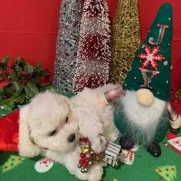Pumpkin - White male Bichon Frise puppy in Lindale, Texas from Patchwork Bedlington Terriers and Bichon Frise
