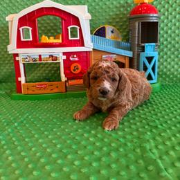 Lance - Red  male Goldendoodle puppy in Bucyrus, Missouri from Hill Top Pomskies