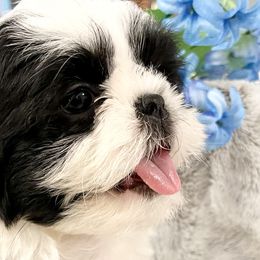 Shih Tzu Puppies from Amy’s Awesome Shih Tzus