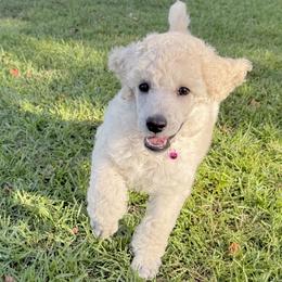 (Blake) Pink Collar Female - White female Poodle puppy in Screven, Georgia from Dreamland Standard Poodles