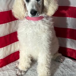Ceres Nick Name - White female Poodle puppy in Ainsworth, Nebraska from Cedar Grove Standard Poodles