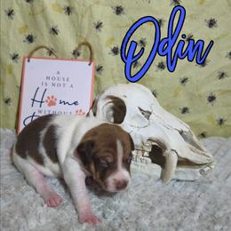 Odin - Red white and sable male Rat Terrier puppy in Lynn, Alabama from Cryptic Rat Terriers
