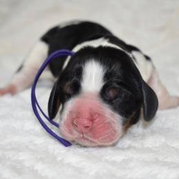 Elsa - Black white and tan female English Springer Spaniel puppy in Chapmansboro, Tennessee from Balthrop Bend Farms