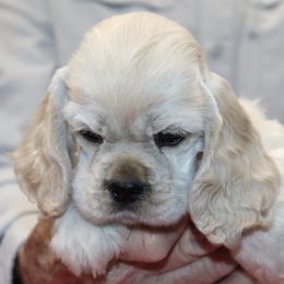 Cocker Spaniel Puppies from J and S Cocker Spaniels