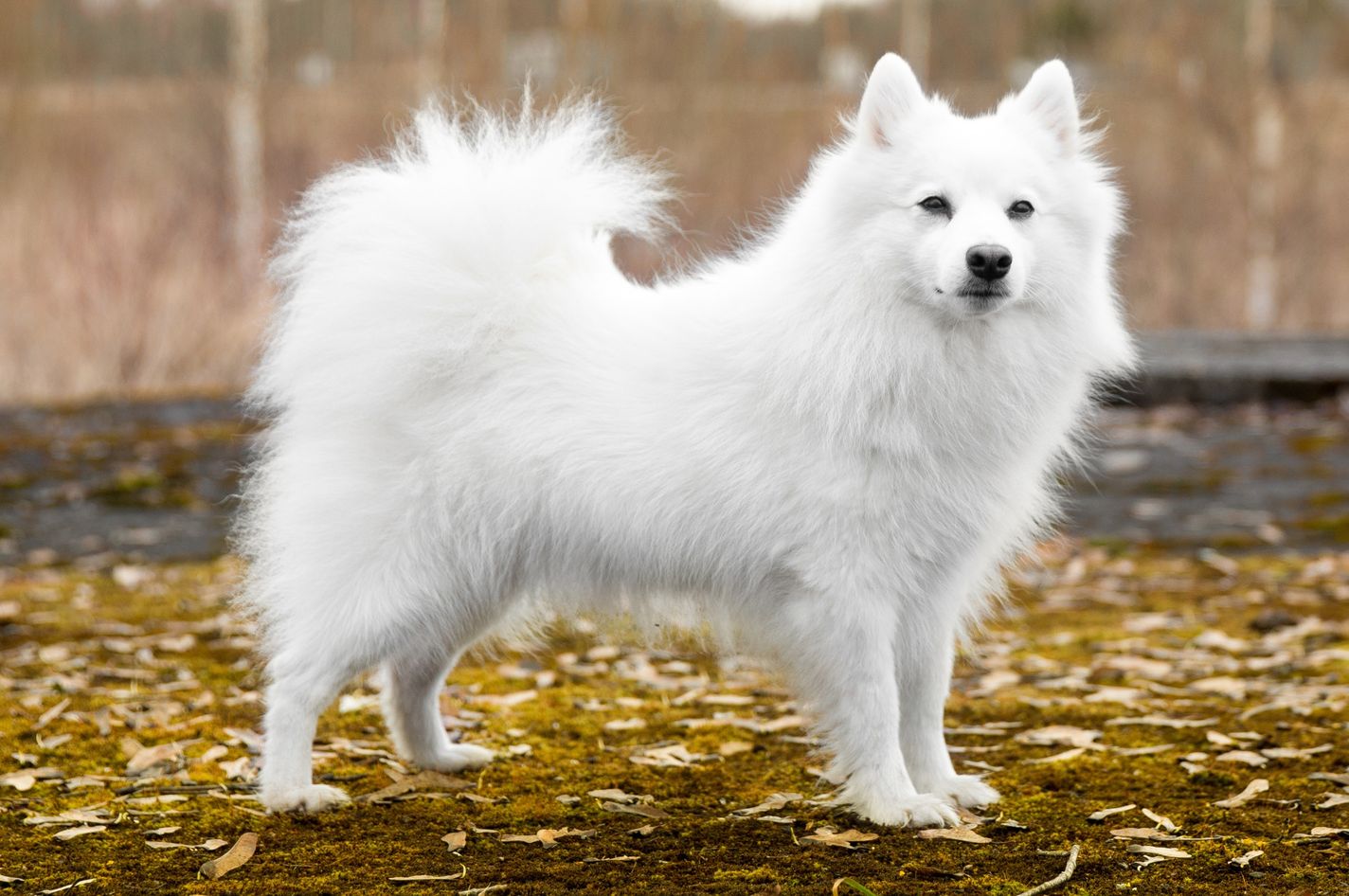 Japanese Spitz