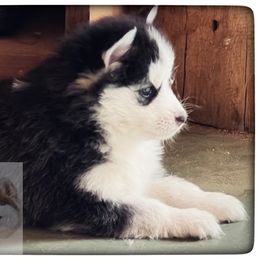 Pomsky Puppies from Foxfire Arctic Spitz