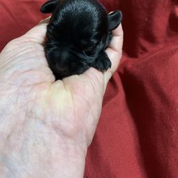 Miniature Schnauzer Puppies from Circle R Ranch
