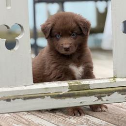 Caramel - Red male Australian Shepherd puppy in Windsor, New York from Double B Aussies