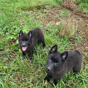Schipperke Puppies from Karric Kennels
