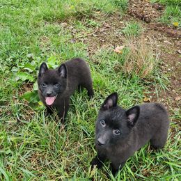 Schipperke Puppies from Karric Kennels