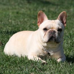 Fizzy - French Bulldog