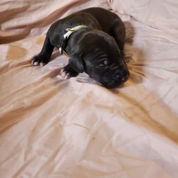 Cane Corso and Great Dane Puppies from RC RANCH GREAT DANES