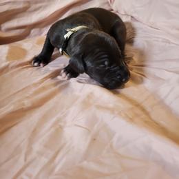 Cane Corso and Great Dane Puppies from RC RANCH GREAT DANES