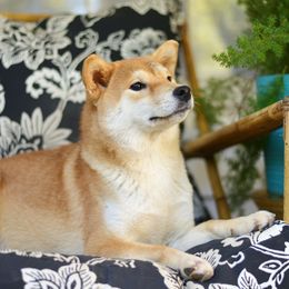 Rei - Shiba Inu