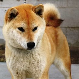 Suri - Shiba Inu