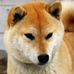 Suri - Shiba Inu