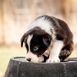 Border Collies from Gold Creek Ranch Border Collies