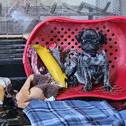 Pug Puppies from Pugs and Kisses from Kansas