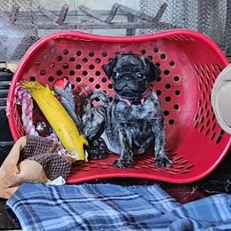 Pug Puppies from Pugs and Kisses from Kansas