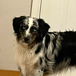 Rabbit - Miniature Australian Shepherd