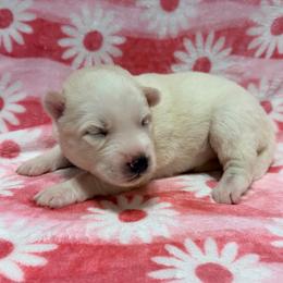 AKC Jeanette - White female Siberian Husky puppy in Centreville, Maryland from Huskies By the Bay