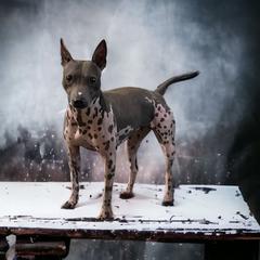 Merida - American Hairless Terrier
