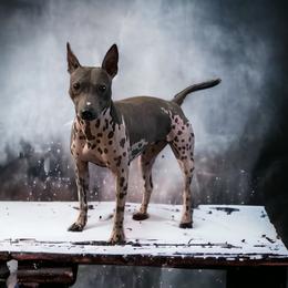 Merida - American Hairless Terrier