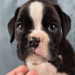 Boxer Puppies from Cadogans Boxers