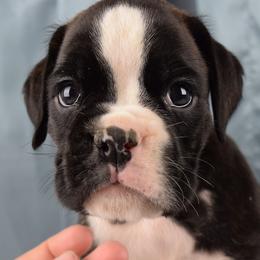 Boxer Puppies from Cadogans Boxers