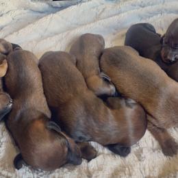 Dachshunds from Lola’s Doxies