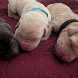 Diesel (Blue collar) - Yellow male Labrador Retriever puppy in Commerce, Oklahoma from Standing Water Kennels