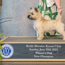 Cairn Terriers from Fae Hallow