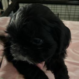 Frankie - Black and white male Shih Tzu puppy in Victorville, California from Precioustzus