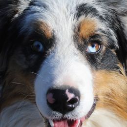 Australian Shepherds from Headley Farms Australian Shepherds