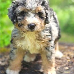 Ginger - Merle female Bernedoodle puppy in Shelton, Washington from NW Bernedoodles of Washington