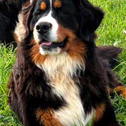 Mopar - Bernese Mountain Dog