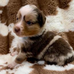 Teal collar - Red merle female Aussiedoodle puppy in 32046, Florida from River Hill Ranch