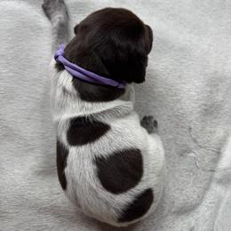 Comal - Liver roan female German Shorthaired Pointer puppy in Orange, Texas from River Bottom Pointers