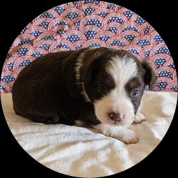 Dusk - male Toy Australian Shepherd puppy in Snowflake, Arizona from Halfpint Aussies