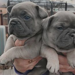 French Bulldog Puppies from Forever Frenchies