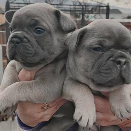 French Bulldog Puppies from Forever Frenchies